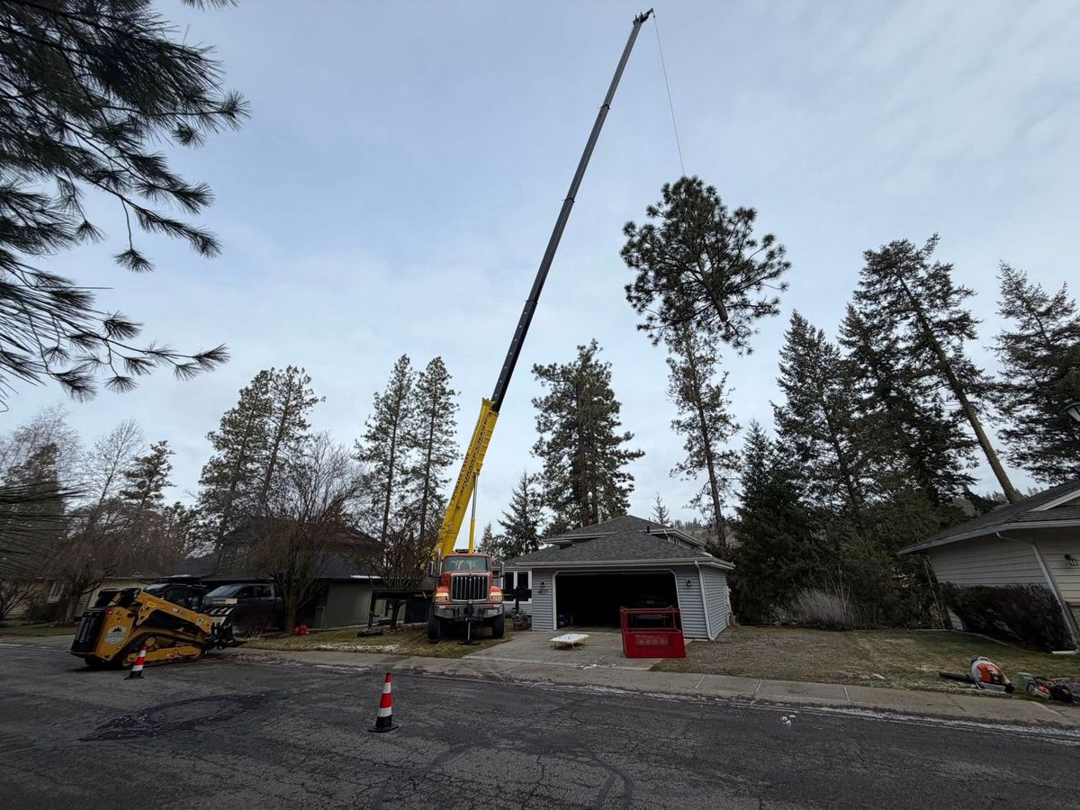 Tree removal and land clearing work by Evergreen Arborworks in Eastern Washington — photo 219