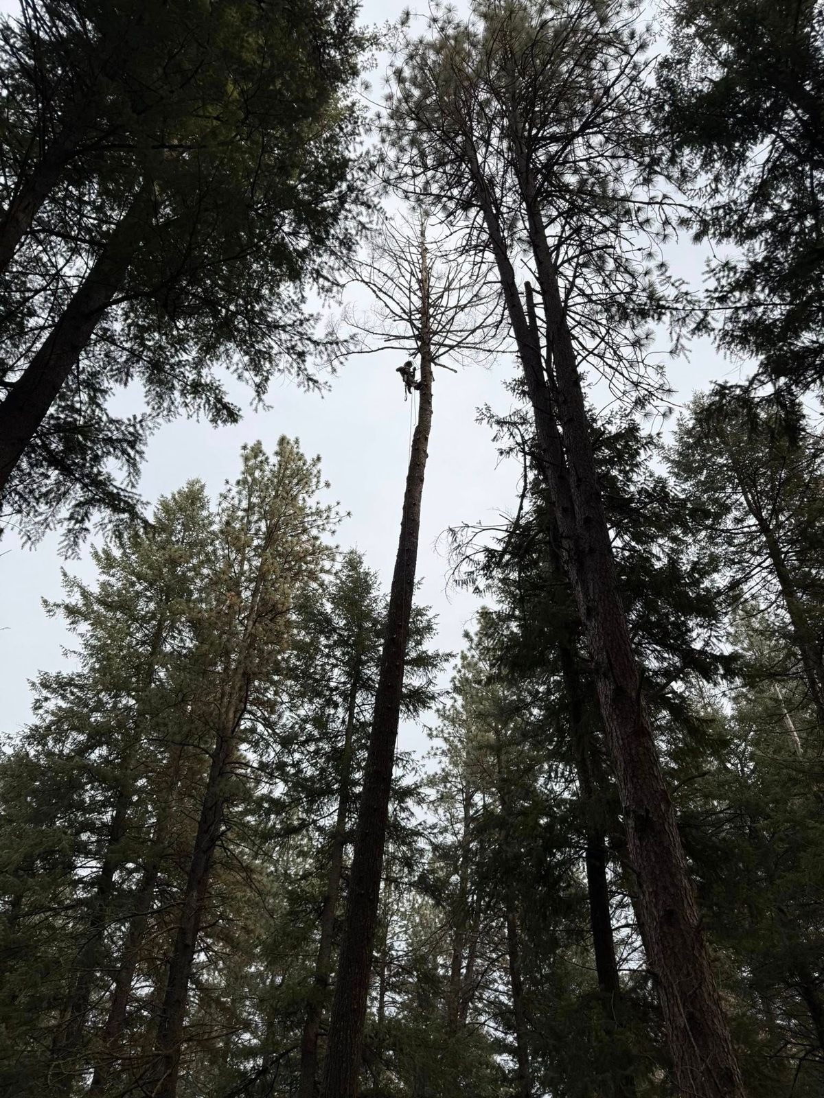 Tree removal and land clearing work by Evergreen Arborworks in Eastern Washington — photo 168