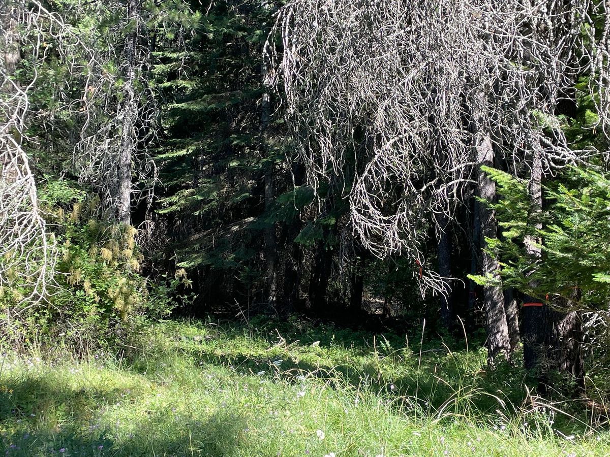 Tree removal and land clearing work by Evergreen Arborworks in Eastern Washington — photo 182