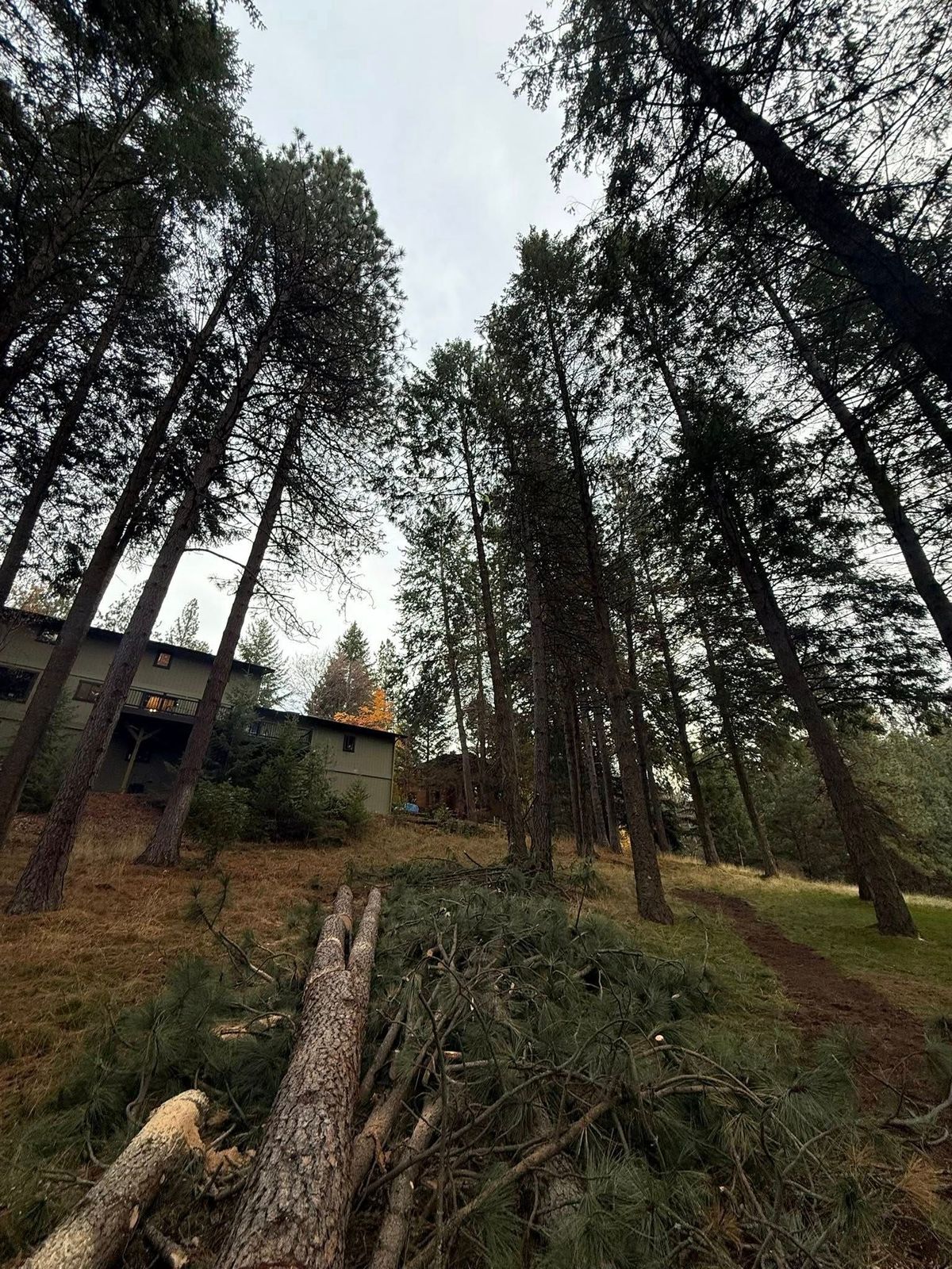 Tree removal and land clearing work by Evergreen Arborworks in Eastern Washington — photo 202