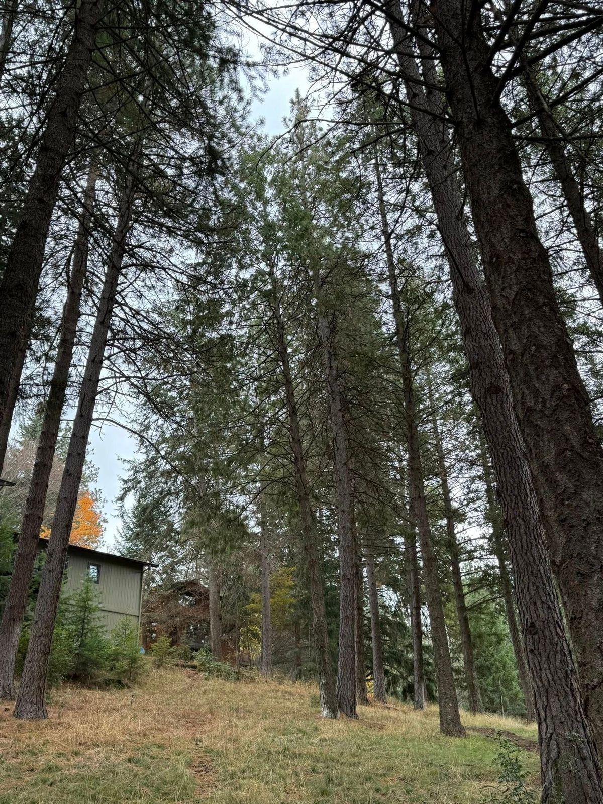 Tree removal and land clearing work by Evergreen Arborworks in Eastern Washington — photo 109
