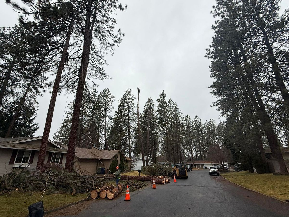 Tree removal and land clearing work by Evergreen Arborworks in Eastern Washington — photo 214