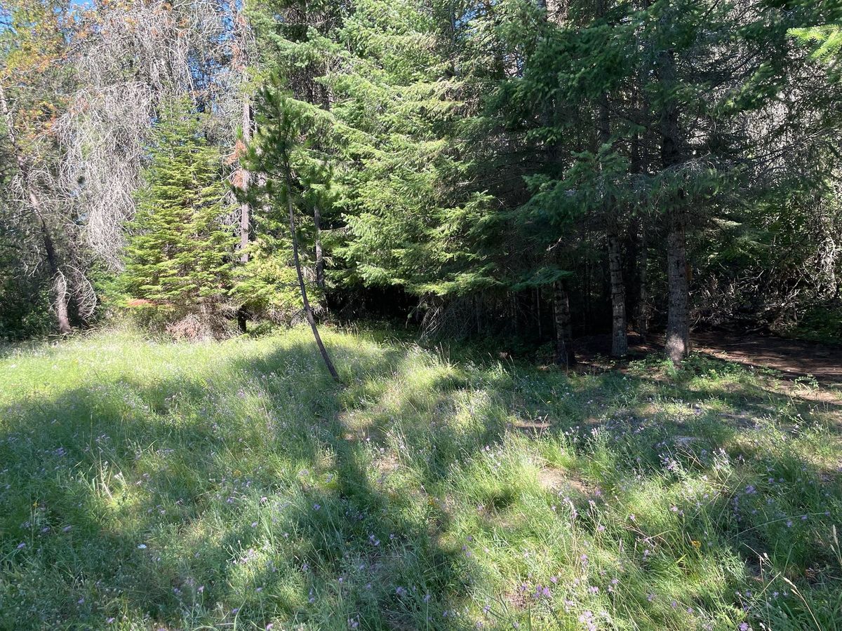 Tree removal and land clearing work by Evergreen Arborworks in Eastern Washington — photo 171