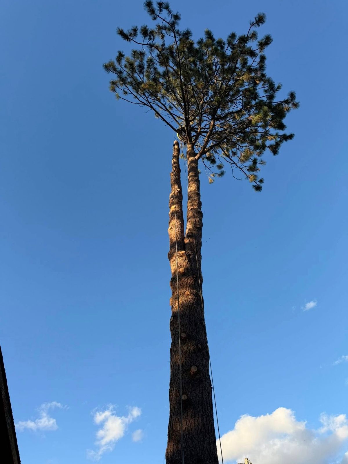 Tree removal and land clearing work by Evergreen Arborworks in Eastern Washington — photo 158