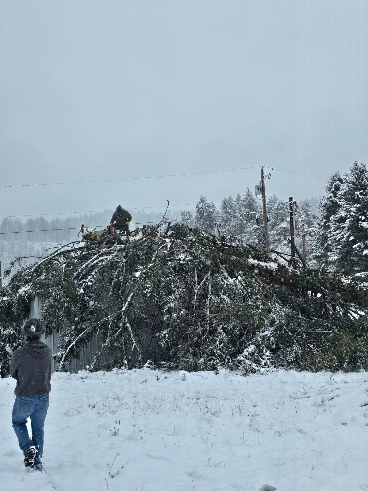 Tree removal and land clearing work by Evergreen Arborworks in Eastern Washington — photo 15
