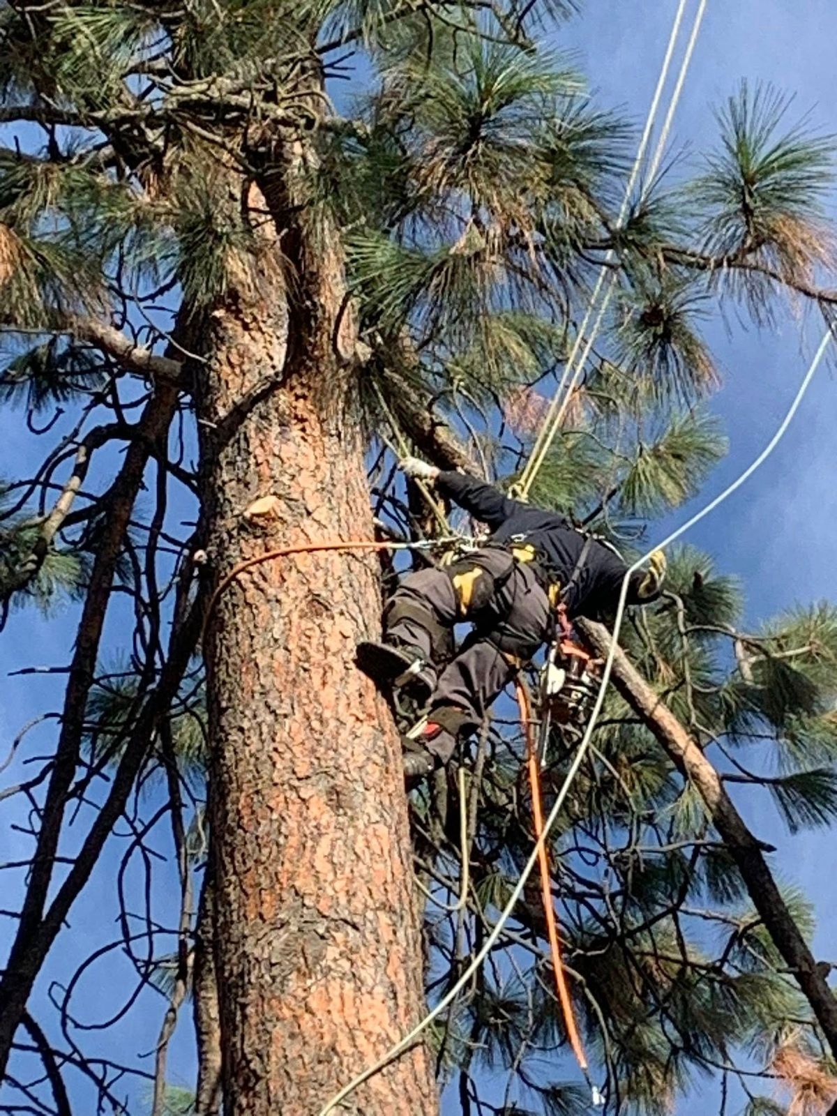 Tree removal and land clearing work by Evergreen Arborworks in Eastern Washington — photo 41