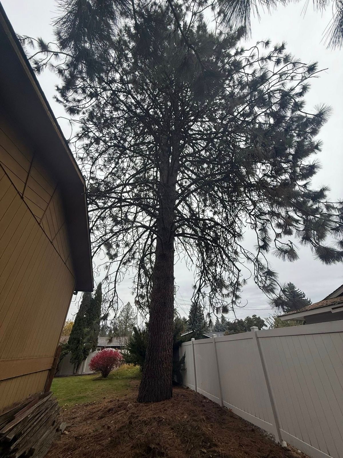 Tree removal and land clearing work by Evergreen Arborworks in Eastern Washington — photo 155
