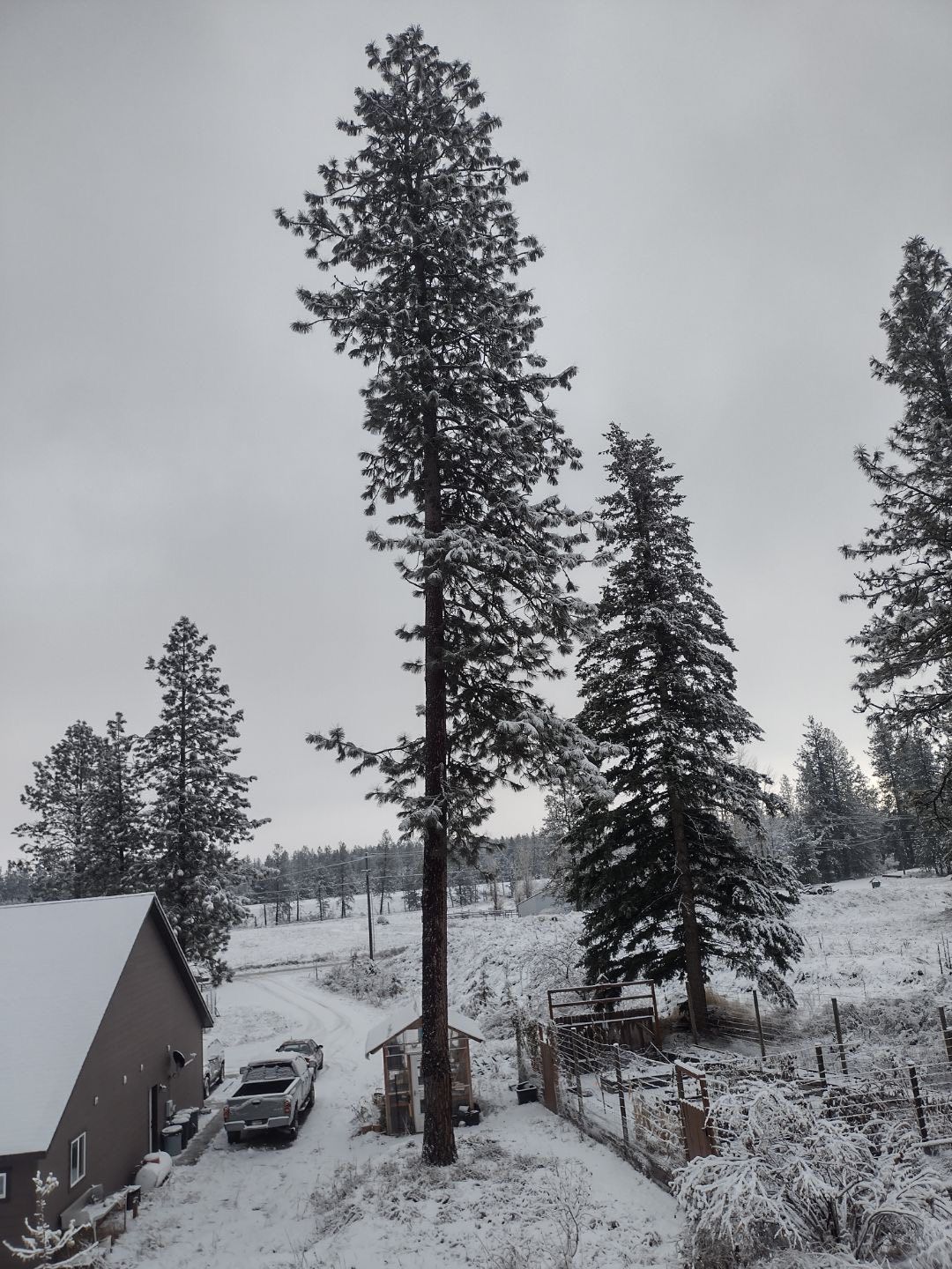 Tree removal and land clearing work by Evergreen Arborworks in Eastern Washington — photo 130