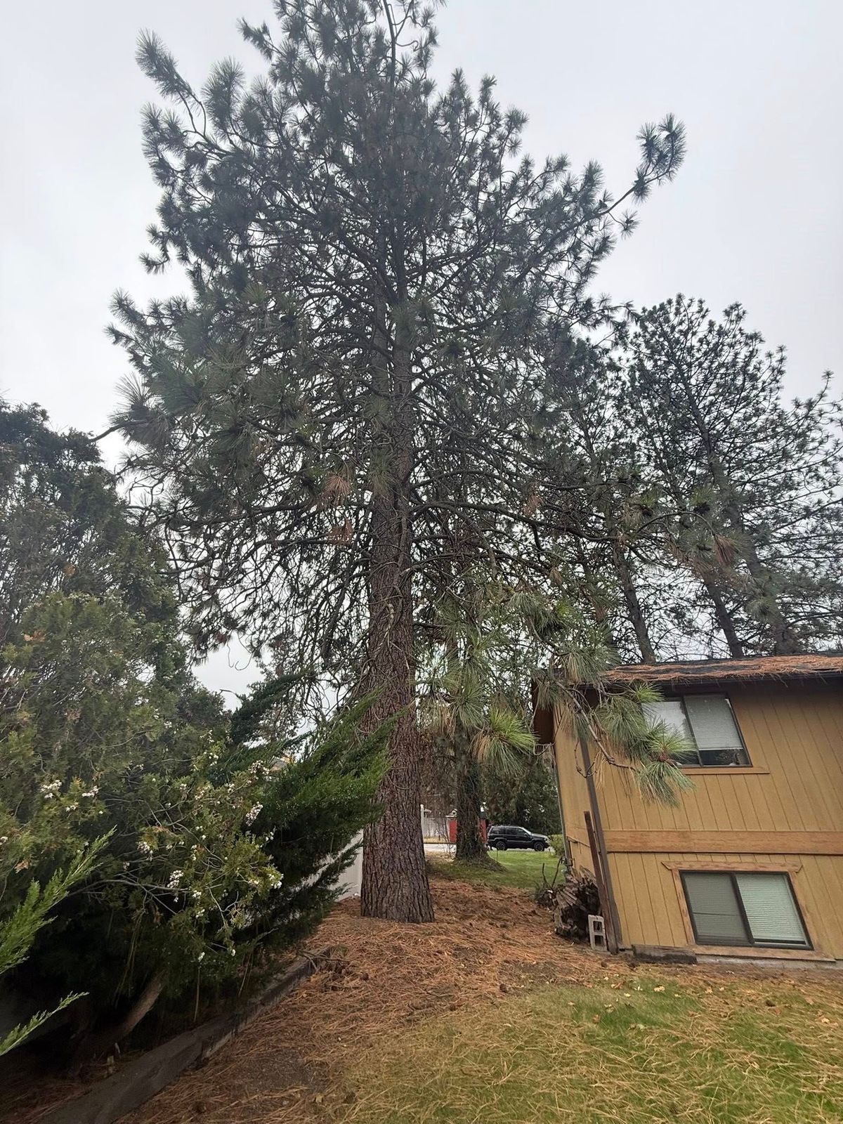 Tree removal and land clearing work by Evergreen Arborworks in Eastern Washington — photo 208