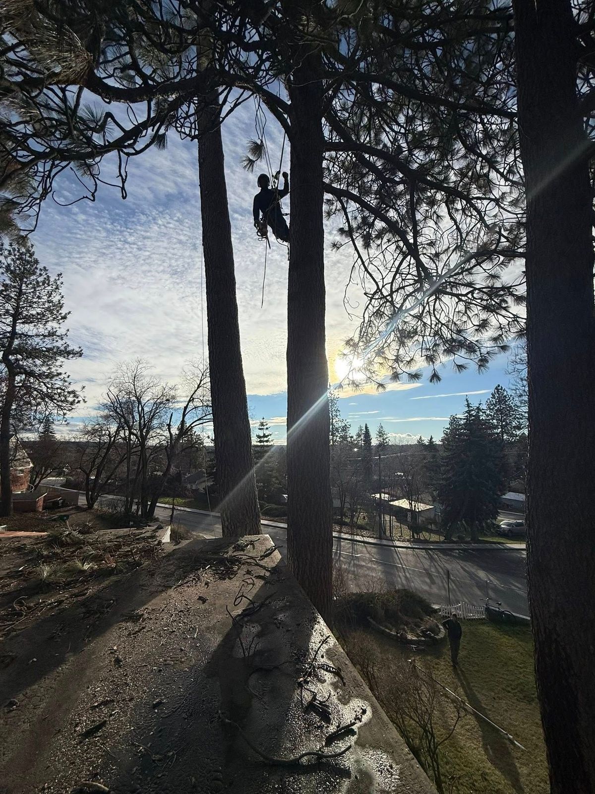 Tree removal and land clearing work by Evergreen Arborworks in Eastern Washington — photo 44