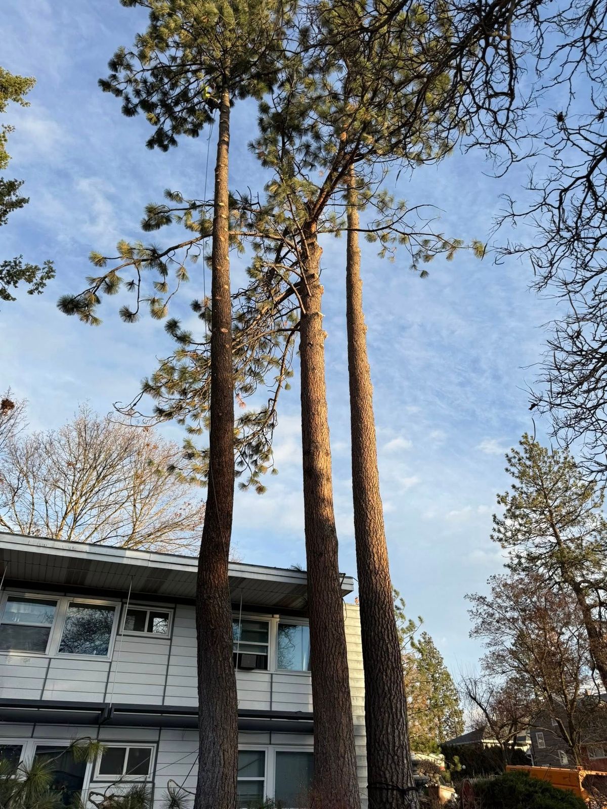 Tree removal and land clearing work by Evergreen Arborworks in Eastern Washington — photo 68