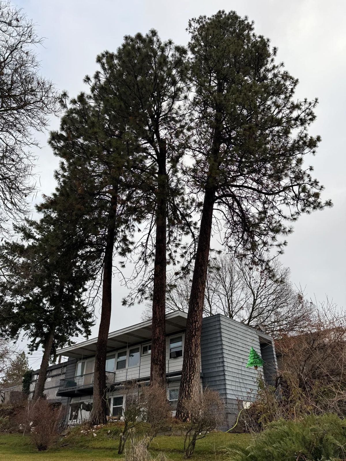Tree removal and land clearing work by Evergreen Arborworks in Eastern Washington — photo 67