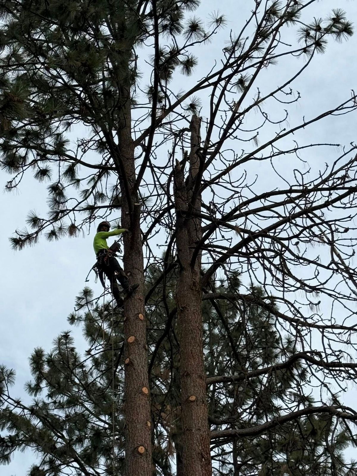 Tree removal and land clearing work by Evergreen Arborworks in Eastern Washington — photo 133