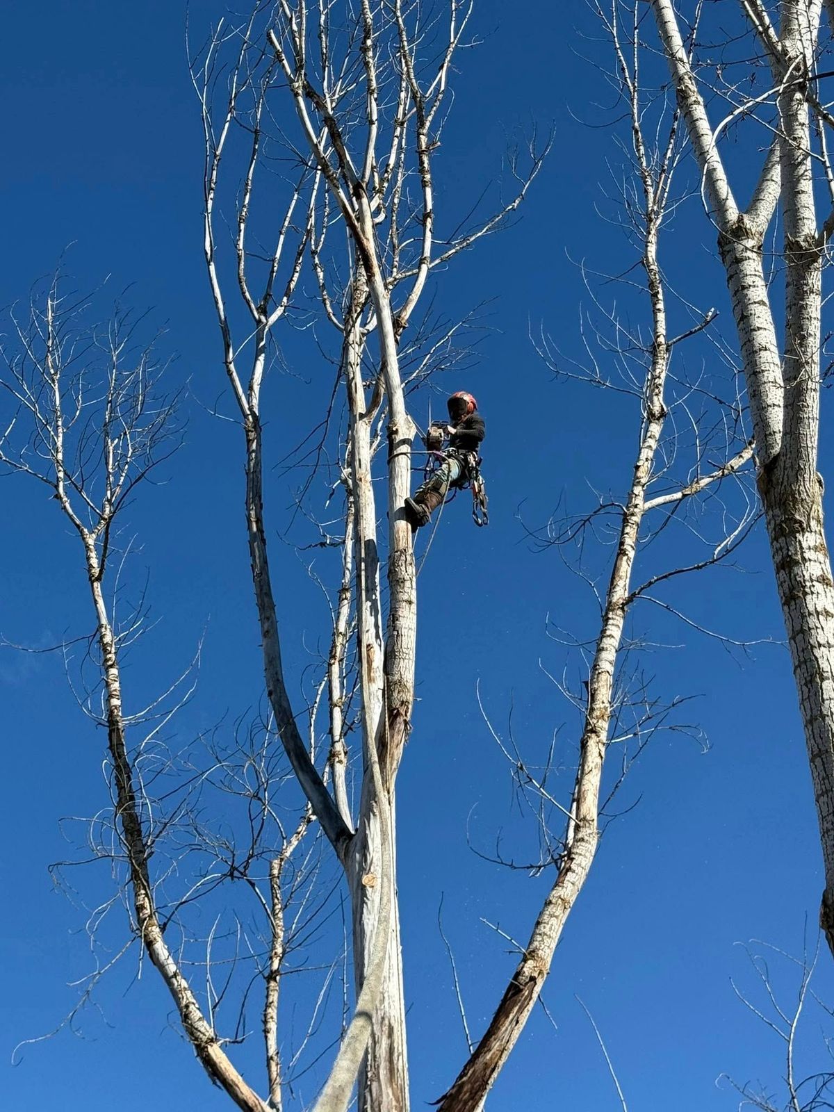 Tree removal and land clearing work by Evergreen Arborworks in Eastern Washington — photo 255