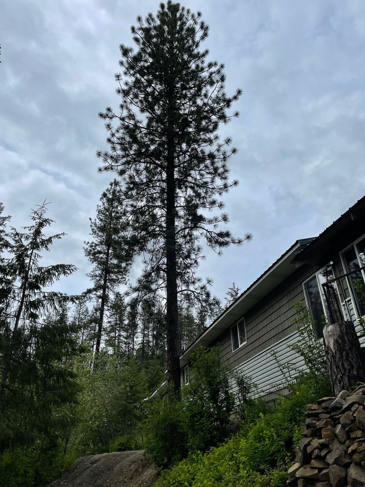 Tree removal and land clearing work by Evergreen Arborworks in Eastern Washington — photo 102