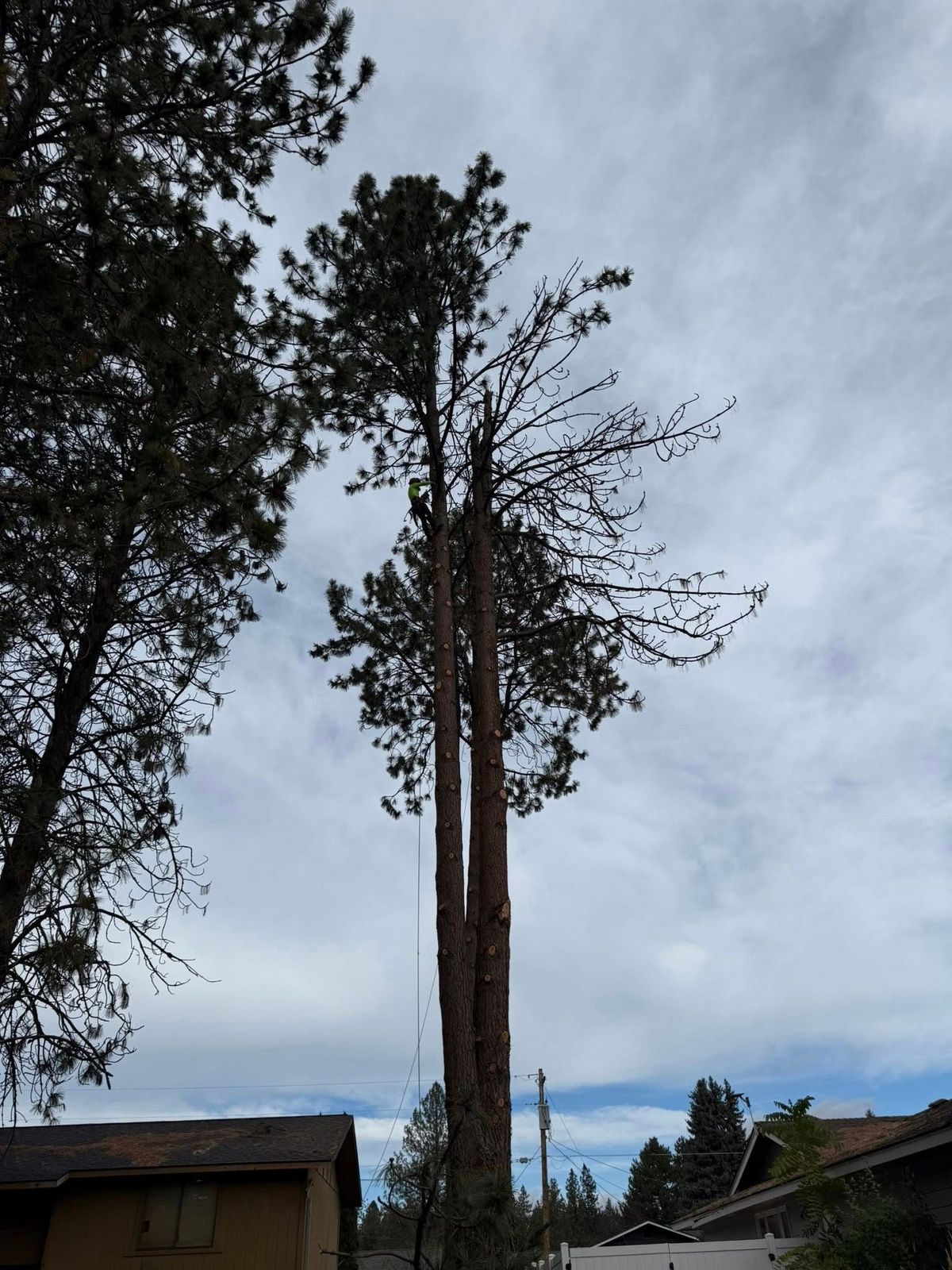 Tree removal and land clearing work by Evergreen Arborworks in Eastern Washington — photo 74