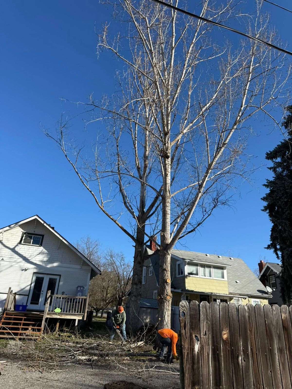 Tree removal and land clearing work by Evergreen Arborworks in Eastern Washington — photo 260