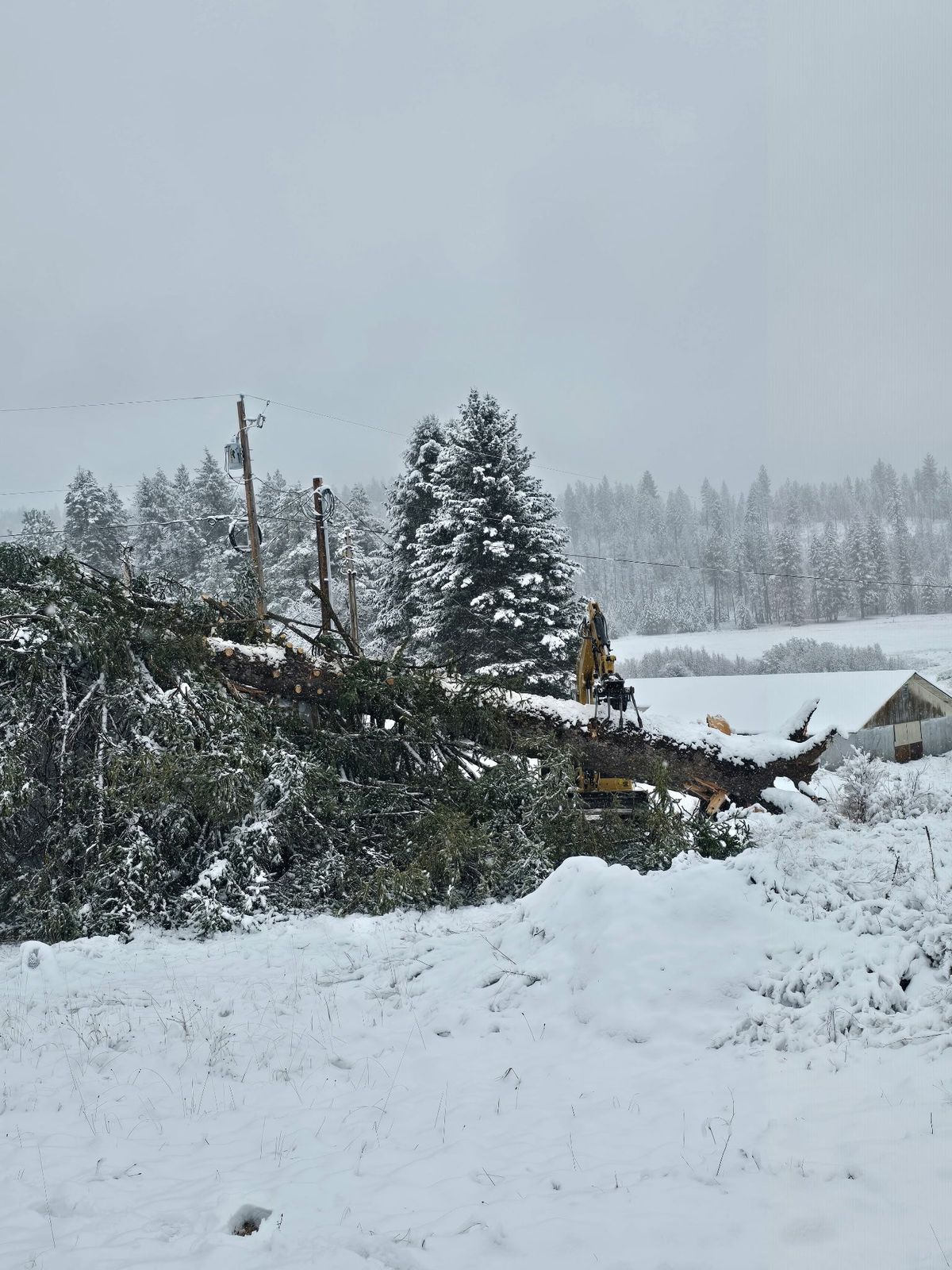Tree removal and land clearing work by Evergreen Arborworks in Eastern Washington — photo 8
