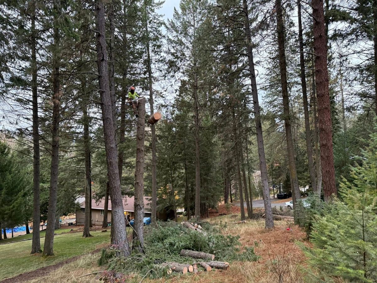 Tree removal and land clearing work by Evergreen Arborworks in Eastern Washington — photo 165