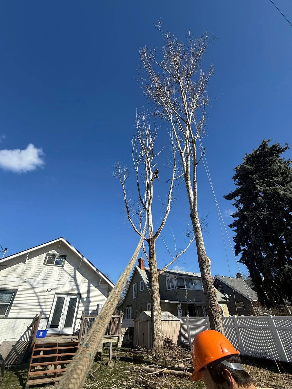 Tree removal and land clearing work by Evergreen Arborworks in Eastern Washington — photo 244