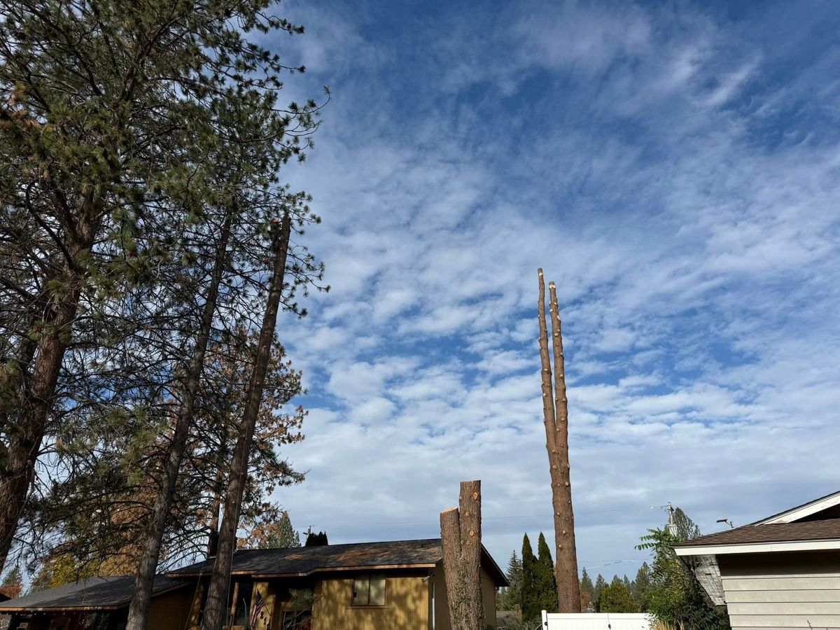 Tree removal and land clearing work by Evergreen Arborworks in Eastern Washington — photo 142