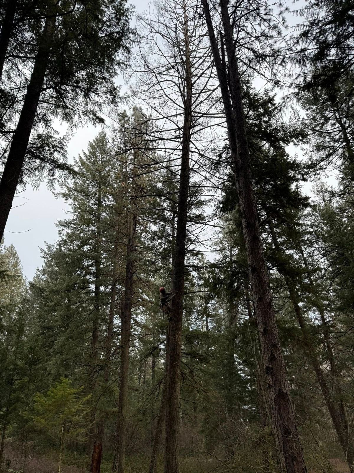 Tree removal and land clearing work by Evergreen Arborworks in Eastern Washington — photo 144