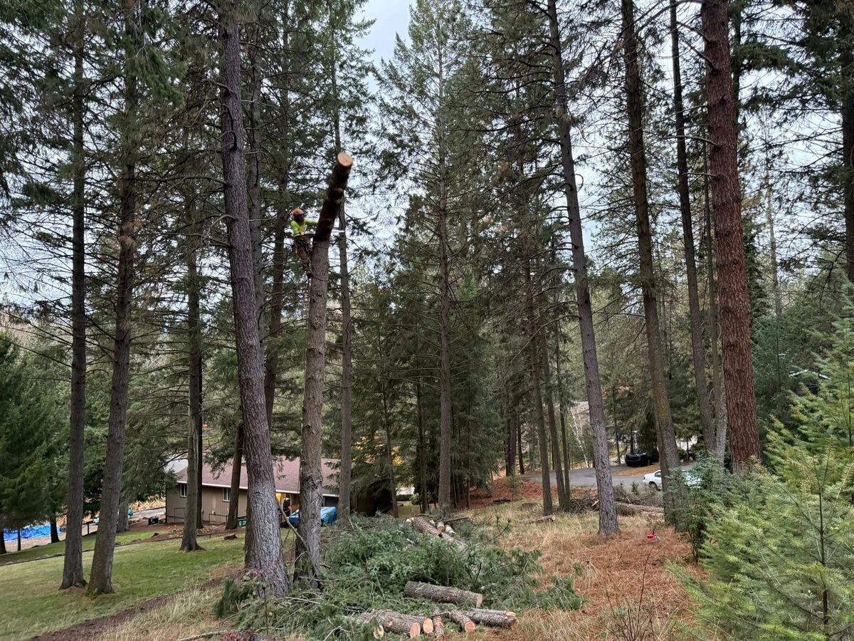 Tree removal and land clearing work by Evergreen Arborworks in Eastern Washington — photo 83