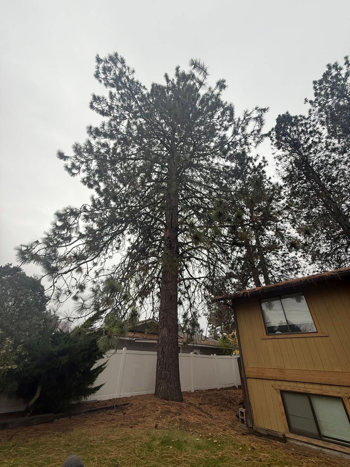 Tree removal and land clearing work by Evergreen Arborworks in Eastern Washington — photo 106
