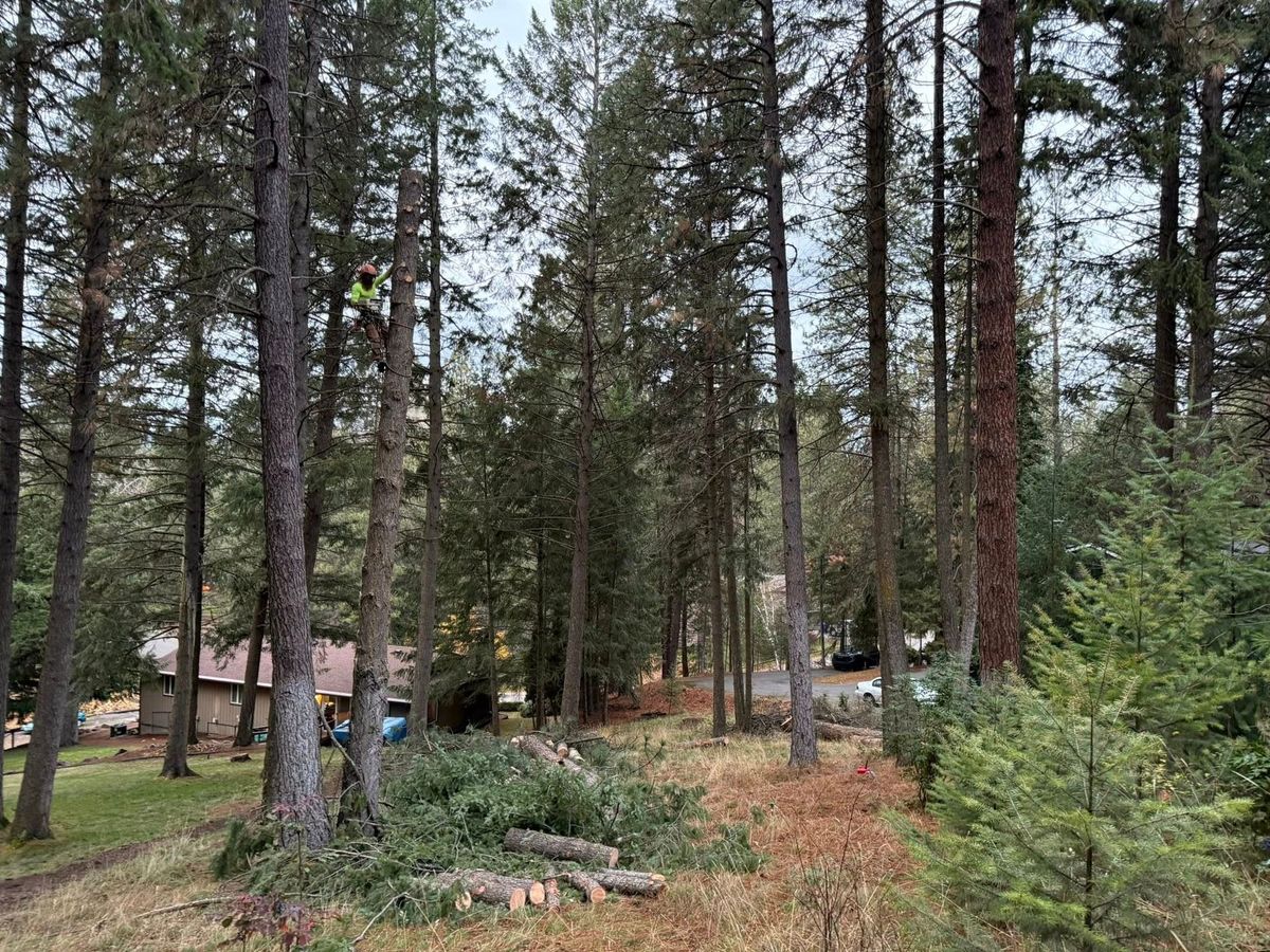 Tree removal and land clearing work by Evergreen Arborworks in Eastern Washington — photo 174