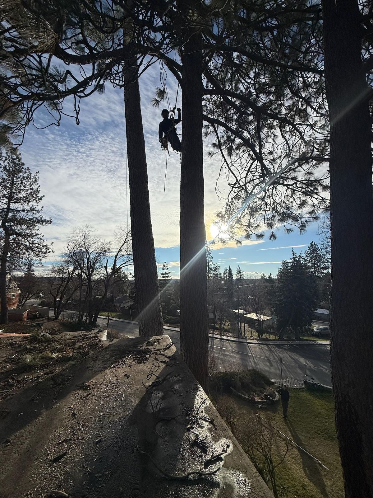 Tree removal and land clearing work by Evergreen Arborworks in Eastern Washington — photo 50