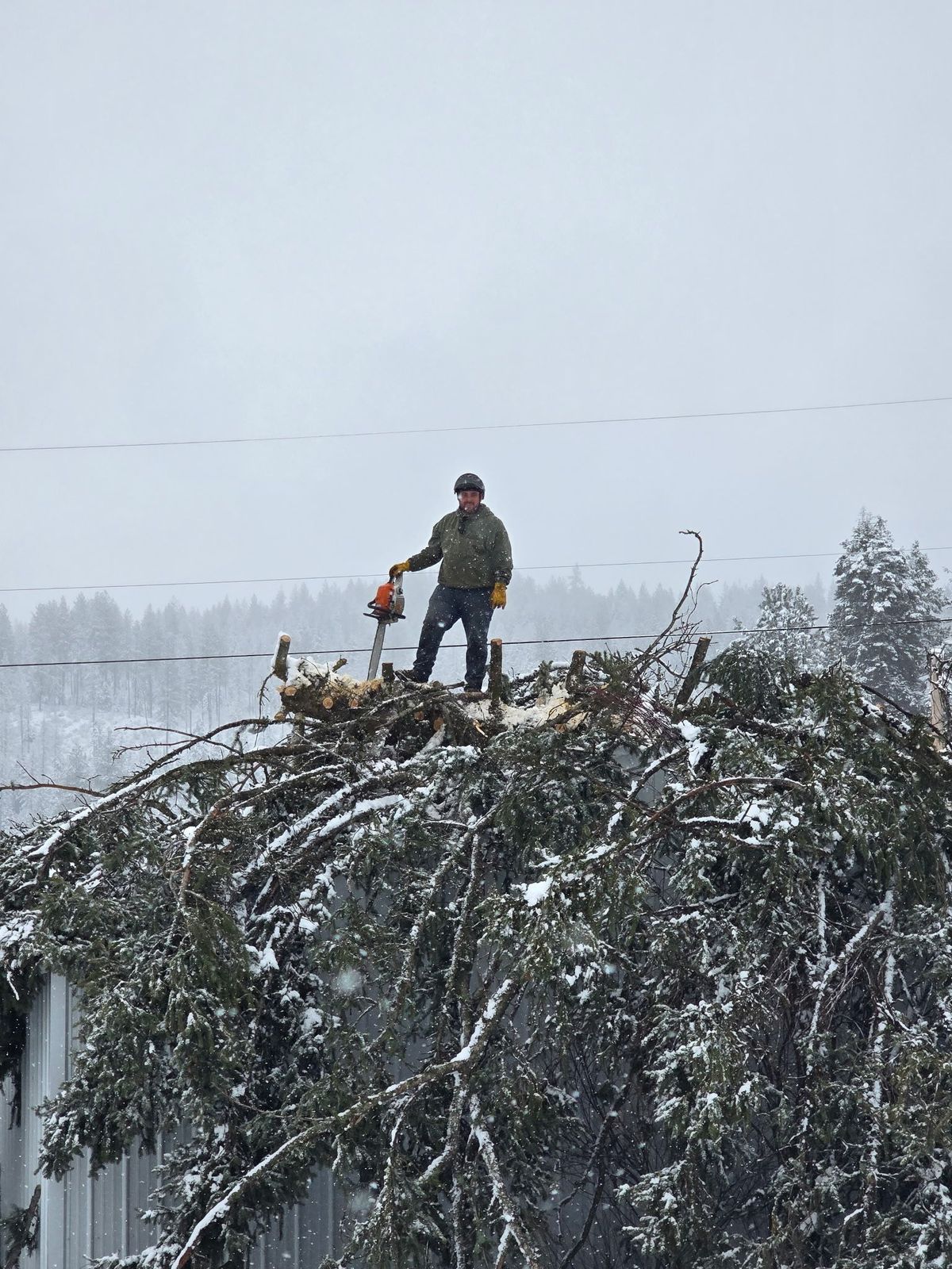Tree removal and land clearing work by Evergreen Arborworks in Eastern Washington — photo 2