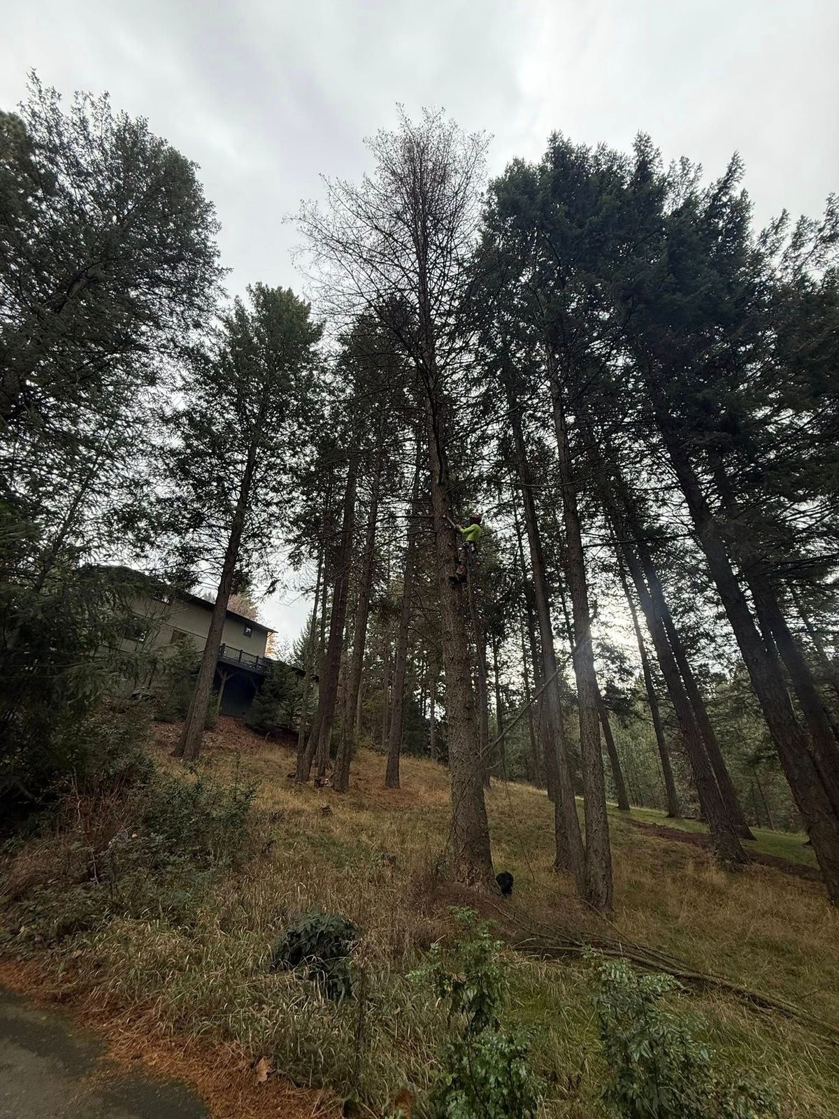 Tree removal and land clearing work by Evergreen Arborworks in Eastern Washington — photo 150