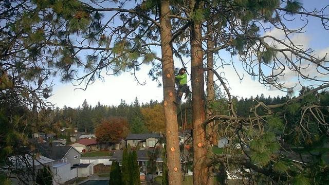 Tree removal and land clearing work by Evergreen Arborworks in Eastern Washington — photo 161