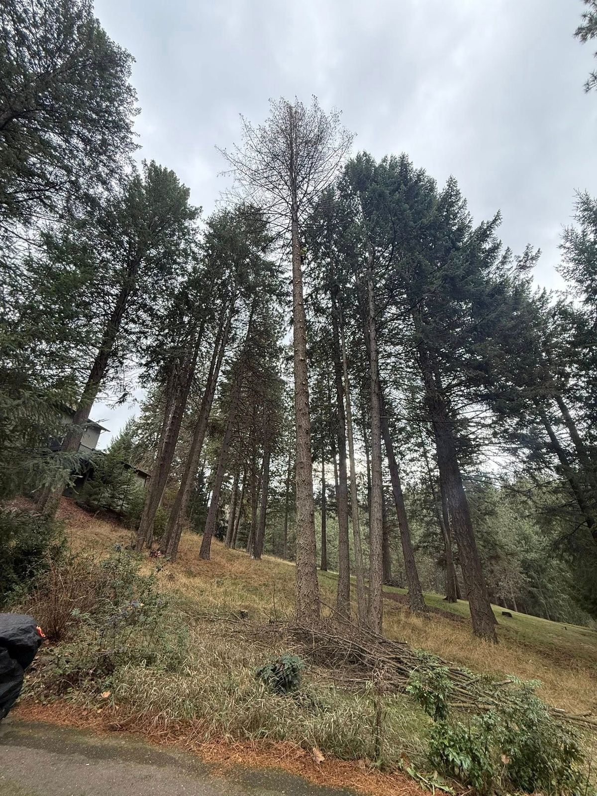Tree removal and land clearing work by Evergreen Arborworks in Eastern Washington — photo 139
