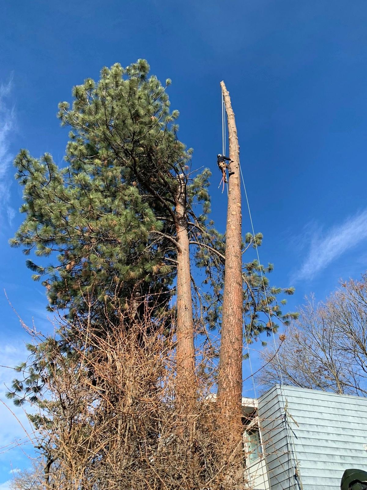 Tree removal and land clearing work by Evergreen Arborworks in Eastern Washington — photo 49