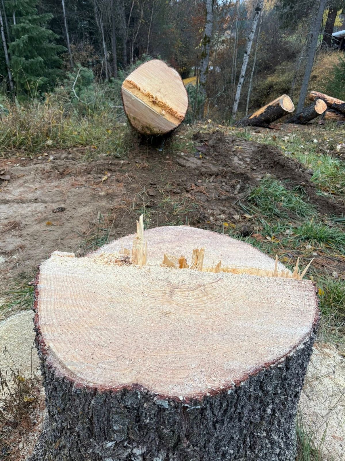 Tree removal and land clearing work by Evergreen Arborworks in Eastern Washington — photo 198