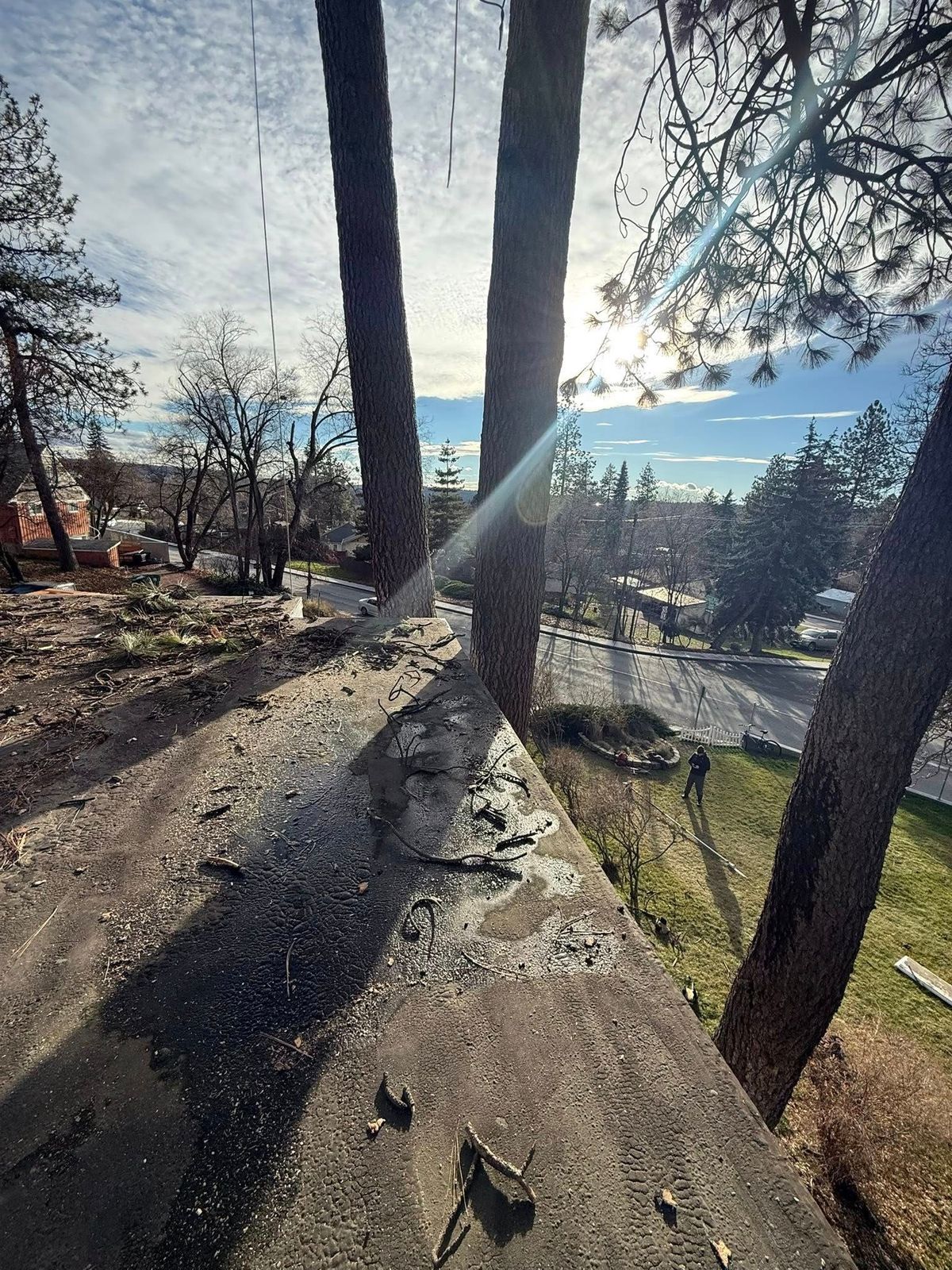 Tree removal and land clearing work by Evergreen Arborworks in Eastern Washington — photo 56